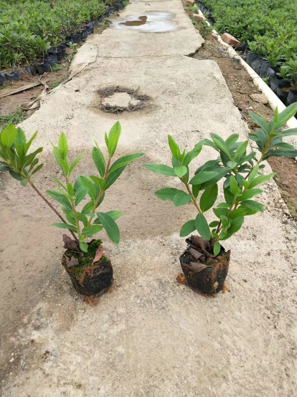 大量供应价格合理毛杜鹃,毛杜鹃价格实惠